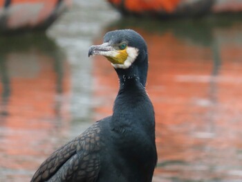 Great Cormorant 新左近親水公園 Sat, 3/6/2021