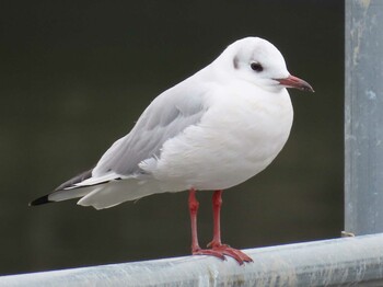 ユリカモメ 新左近親水公園 2021年3月6日(土)