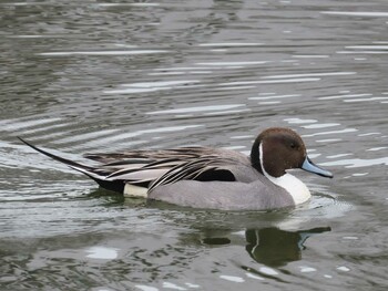 Sat, 3/6/2021 Birding report at 新左近親水公園