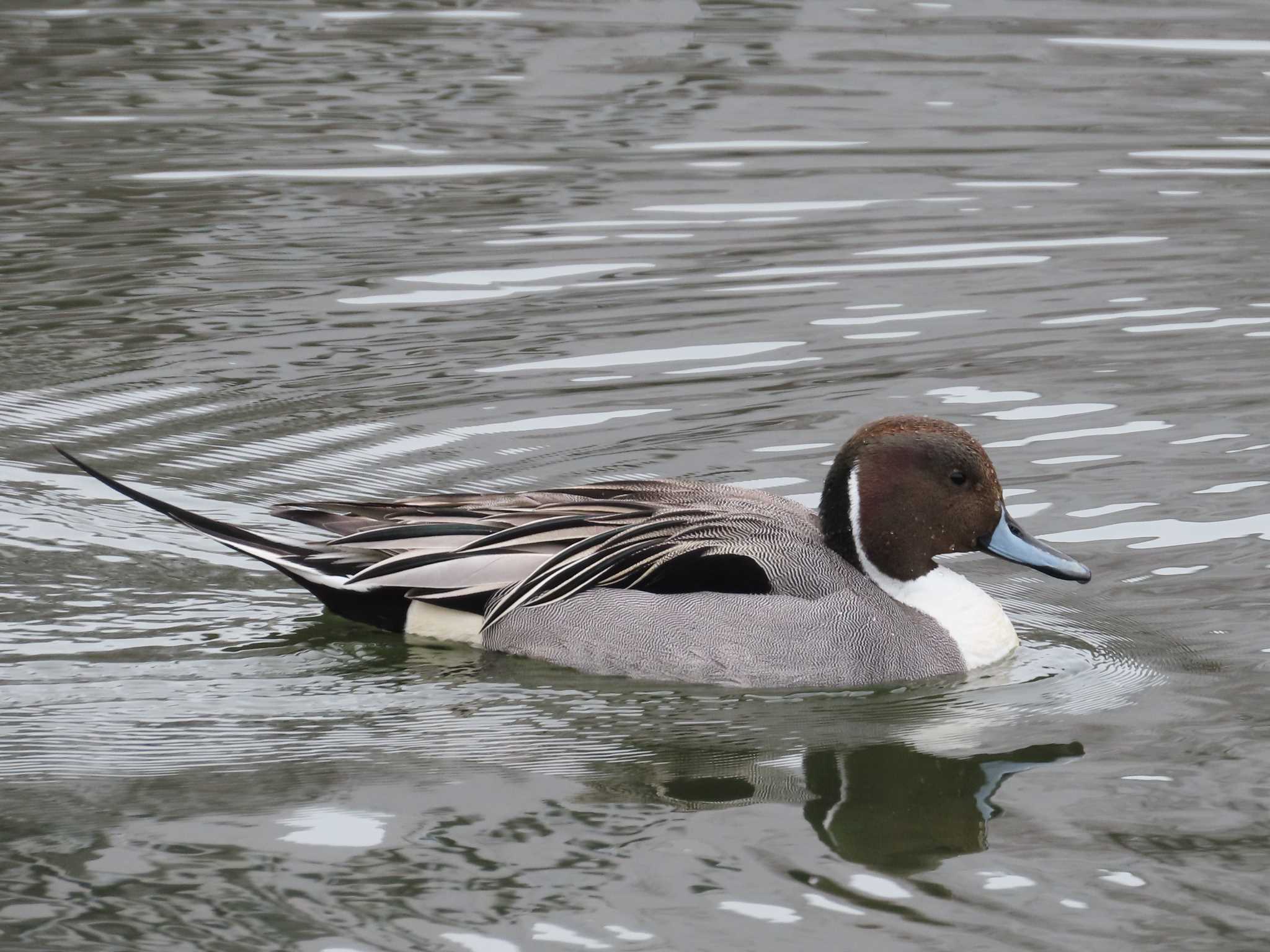 Photo of Northern Pintail at 新左近親水公園 by ぼぼぼ