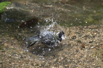 シジュウカラ 京都府立植物園 2017年5月4日(木)