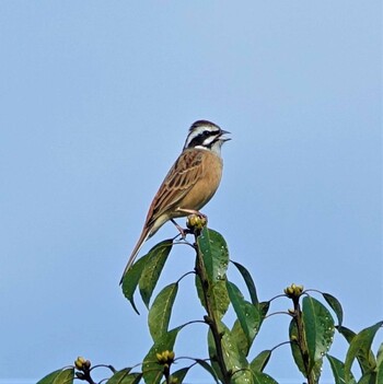 Meadow Bunting Mie-ken Ueno Forest Park Wed, 10/27/2021