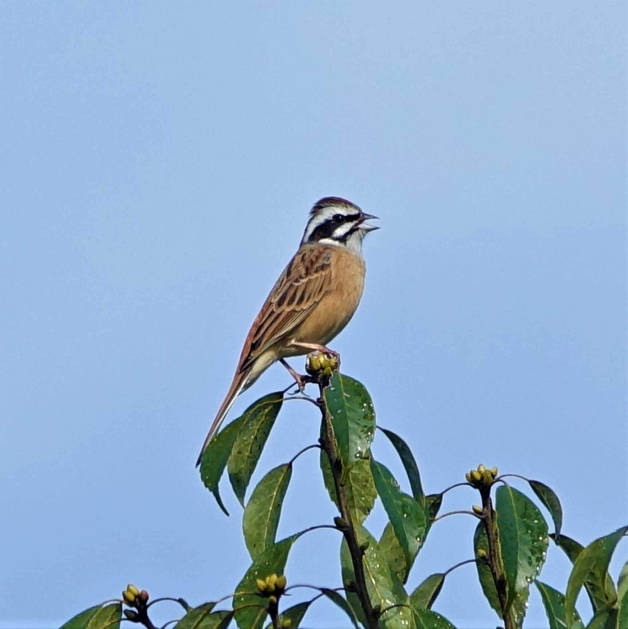 Photo of Meadow Bunting at Mie-ken Ueno Forest Park by bmont520