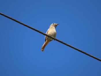 2021年10月28日(木) 都川の野鳥観察記録