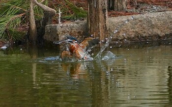 2021年10月28日(木) 城北公園の野鳥観察記録