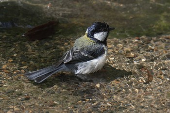 シジュウカラ 京都府立植物園 2017年5月4日(木)