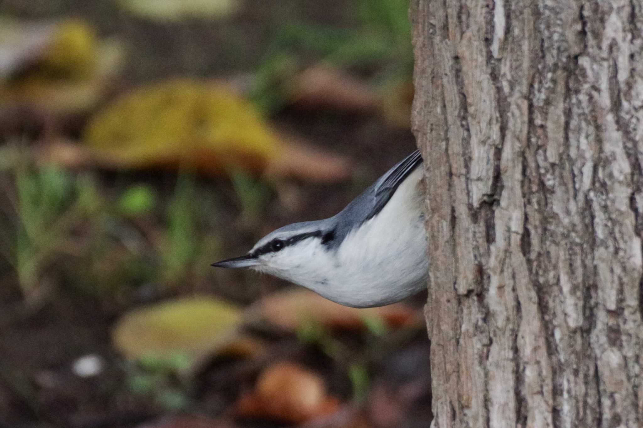 シロハラゴジュウカラ