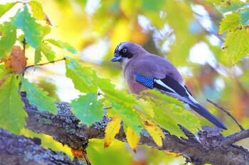 Eurasian Jay 光徳牧場 Sat, 10/23/2021