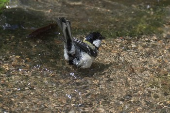 シジュウカラ 京都府立植物園 2017年5月4日(木)