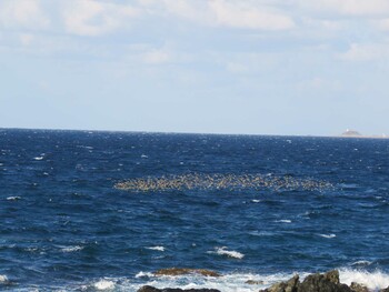 Sun, 10/24/2021 Birding report at 白神岬