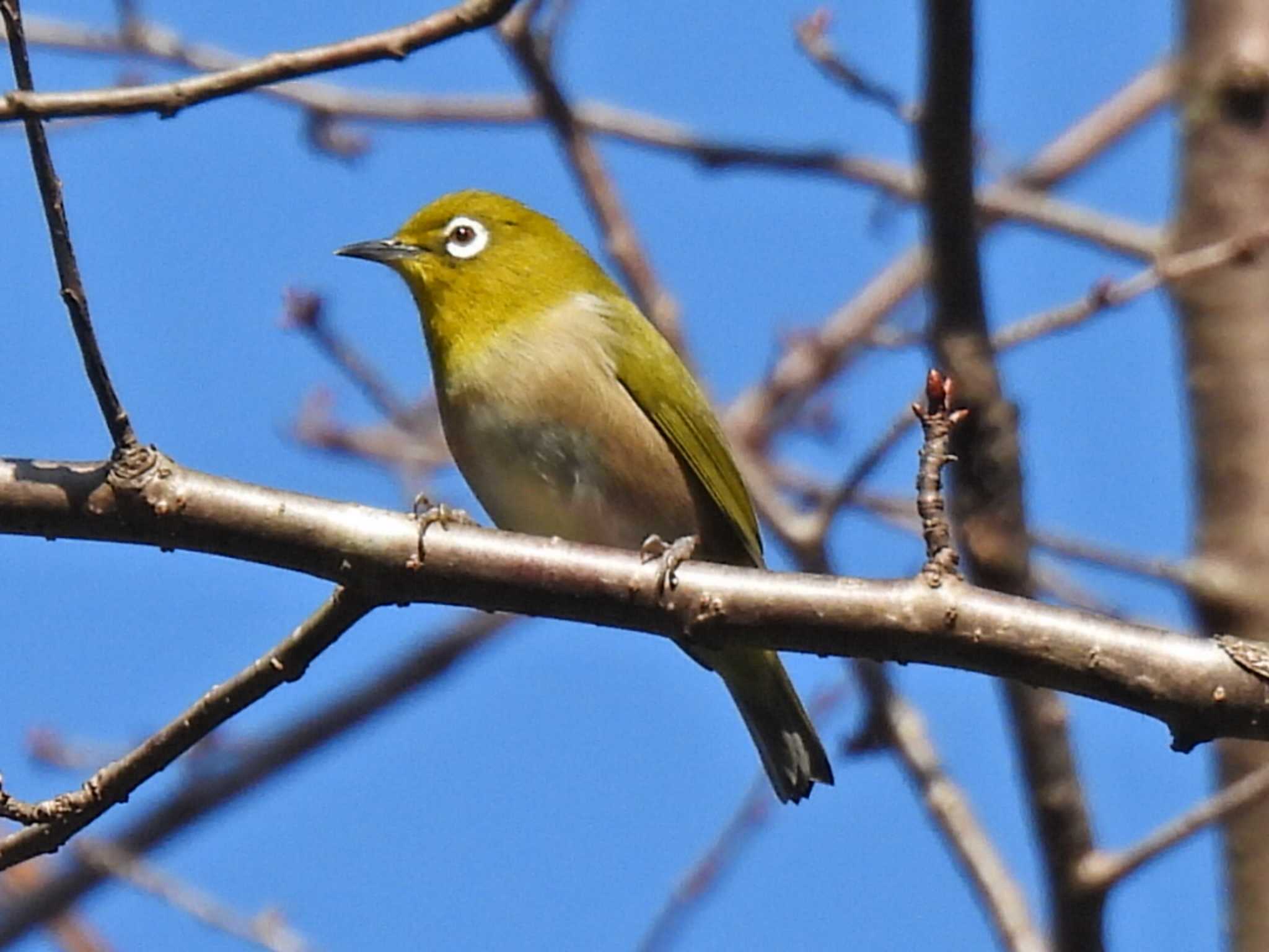 Photo of Warbling White-eye at 各務野自然遺産の森 by 寅次郎