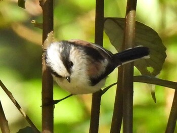 Long-tailed Tit 各務野自然遺産の森 Thu, 10/28/2021