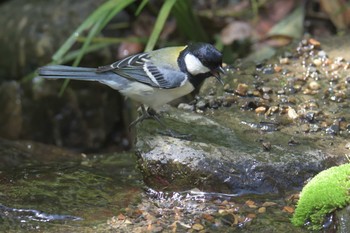 シジュウカラ 京都府立植物園 2017年5月4日(木)