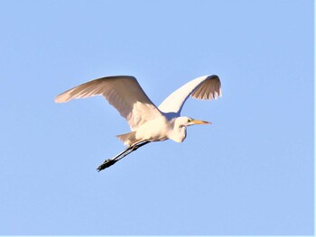 Great Egret 湖北野鳥センター Sat, 10/23/2021