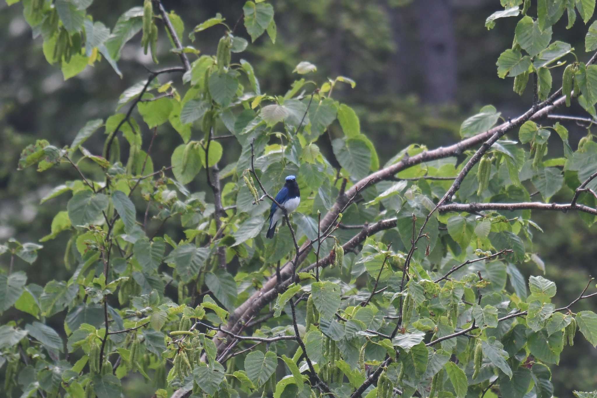 Blue-and-white Flycatcher