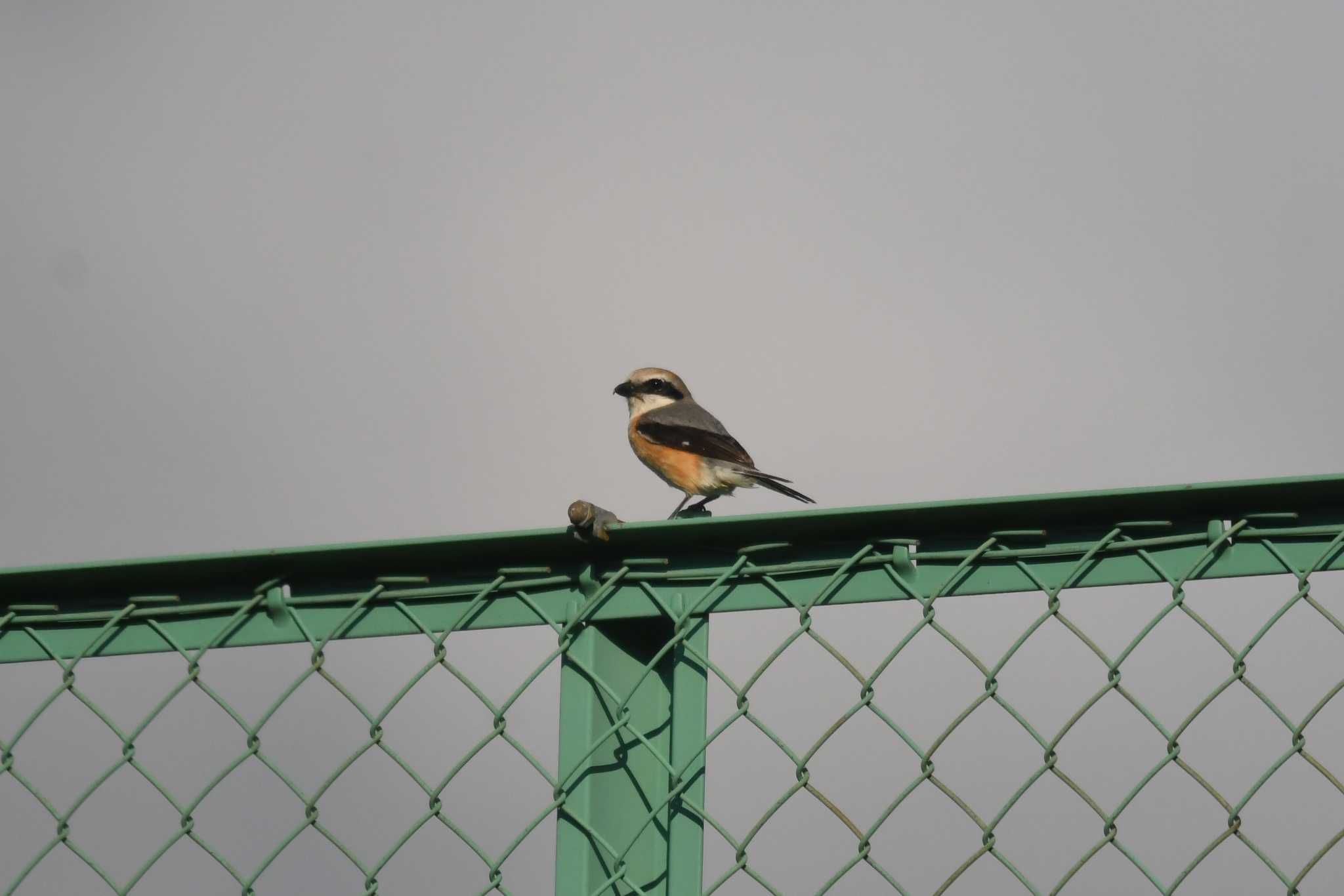 Bull-headed Shrike