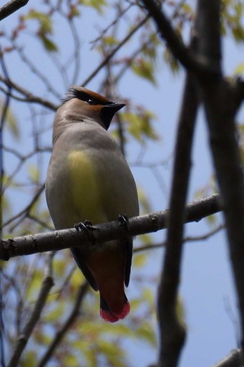 Japanese Waxwing 震生湖(神奈川県) Thu, 5/4/2017