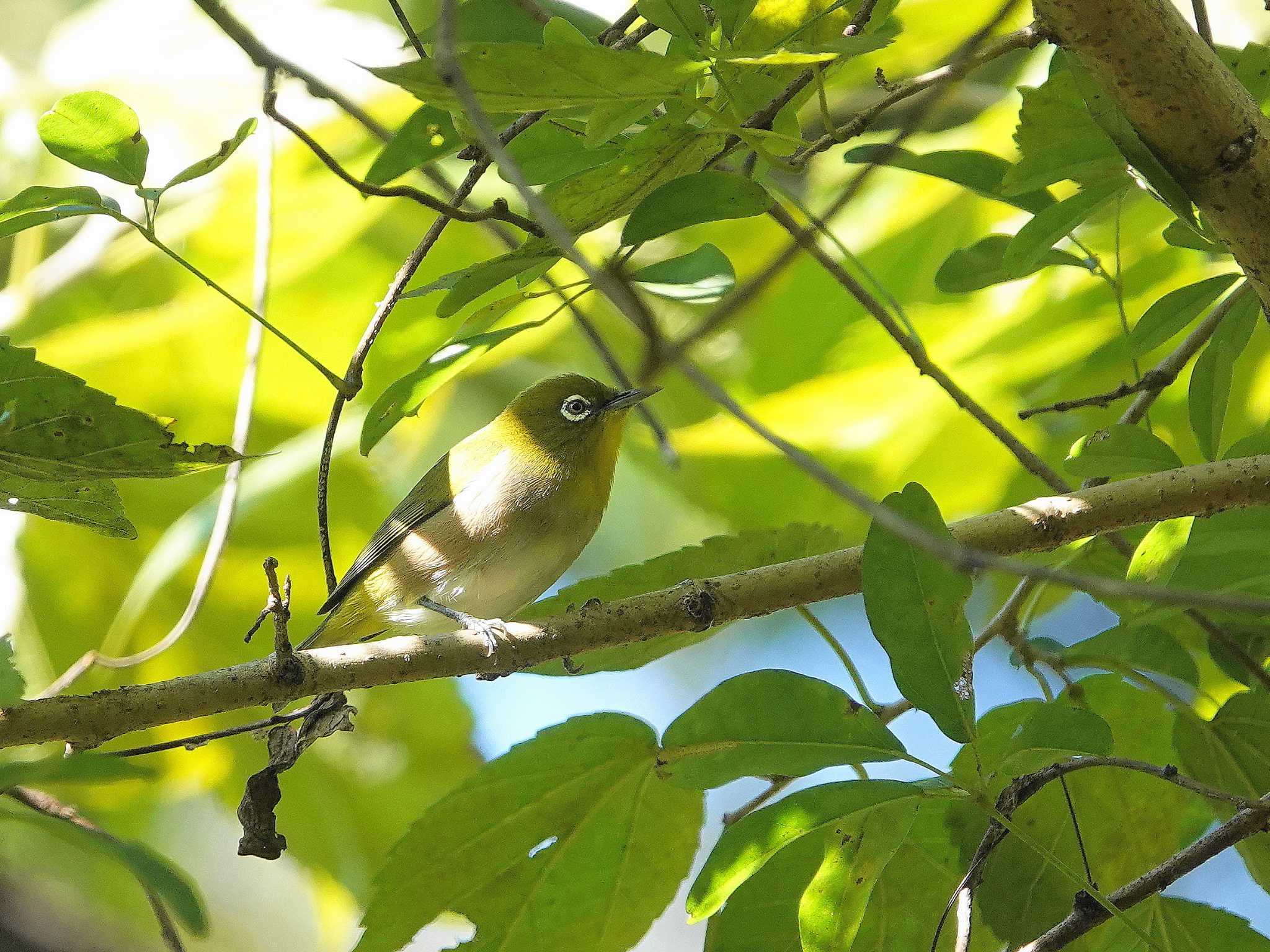 Photo of Warbling White-eye at Kitamoto Nature Observation Park by dalidalida