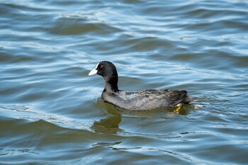 2021年10月28日(木) 越谷レイクタウンの野鳥観察記録