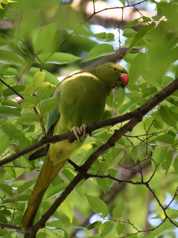 ワカケホンセイインコ 境川（神奈川県） 2017年5月4日(木)