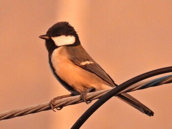 Japanese Tit 自宅前 Thu, 10/28/2021