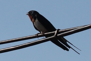 2017年5月3日(水) 津川の野鳥観察記録