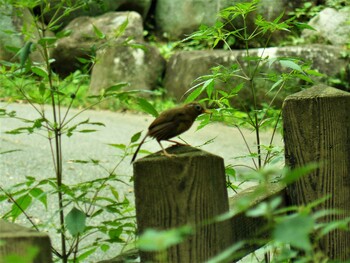 2021年9月12日(日) 衣笠山公園の野鳥観察記録