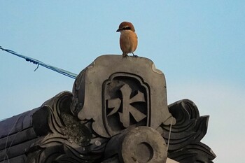 2021年10月27日(水) 寺の野鳥観察記録