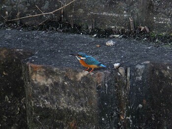 Common Kingfisher 入江川（神奈川県横浜市） Fri, 10/29/2021