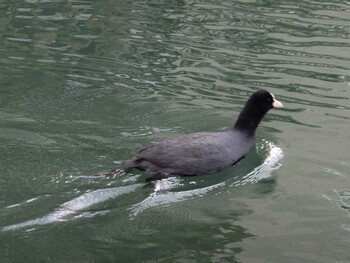 Eurasian Coot 入江川（神奈川県横浜市） Fri, 10/29/2021