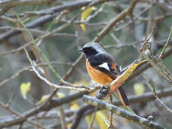 2021年10月28日(木) 広島市の野鳥観察記録