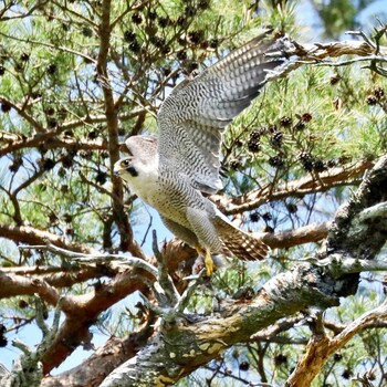 未同定 場所が不明 2021年5月3日(月)