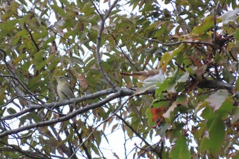 2021年10月25日(月) 石神井公園の野鳥観察記録