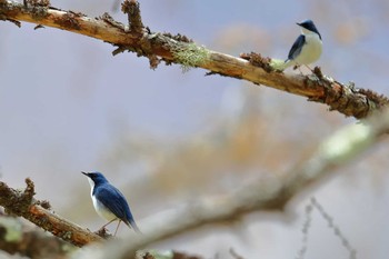 Siberian Blue Robin Unknown Spots Thu, 5/4/2017