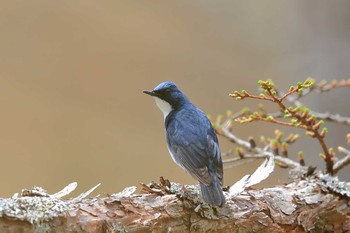 Siberian Blue Robin Unknown Spots Thu, 5/4/2017