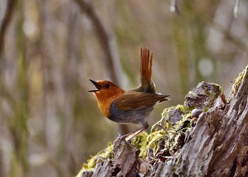 Japanese Robin Unknown Spots Wed, 5/3/2017