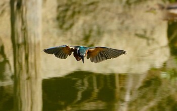 Common Kingfisher 城北公園 Fri, 10/29/2021