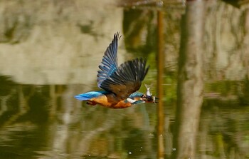 Common Kingfisher 城北公園 Fri, 10/29/2021