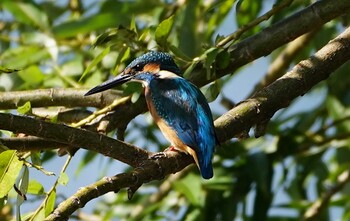 2021年10月29日(金) 淀川河川公園の野鳥観察記録