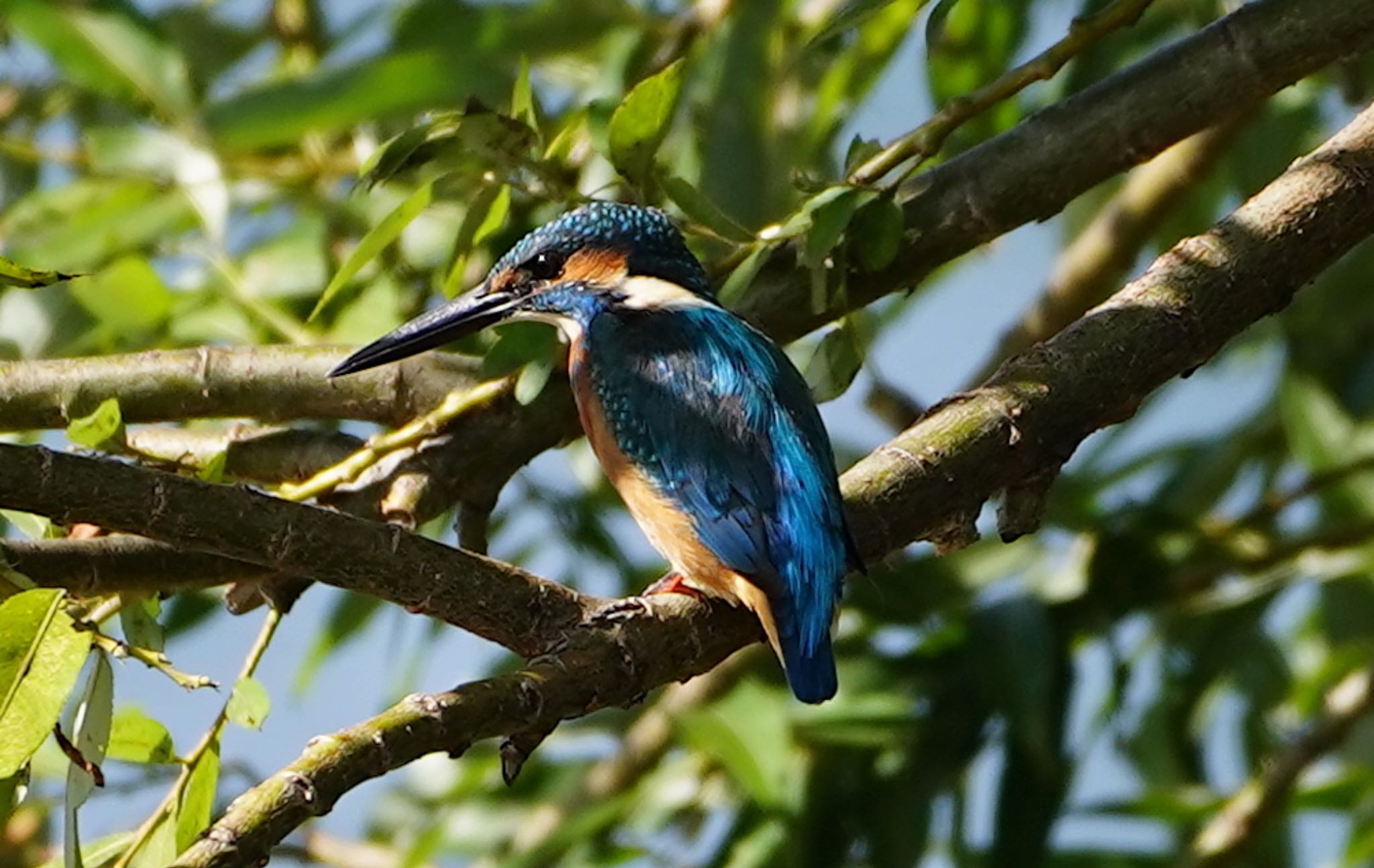 Common Kingfisher