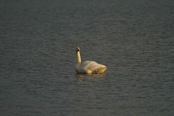 Tundra Swan 潟ノ内(島根県松江市) Fri, 10/29/2021