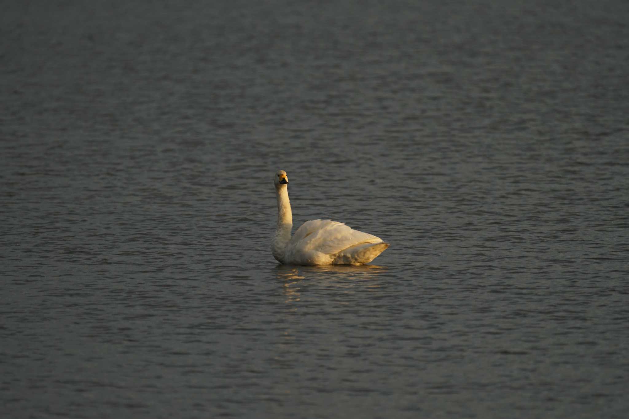 潟ノ内(島根県松江市) コハクチョウの写真 by ひらも