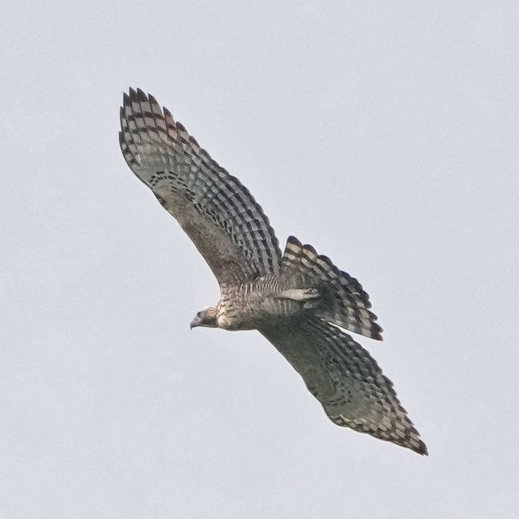 Photo of Mountain Hawk-Eagle at Dong Phayayen-Khao Yai Forest Complex by span265