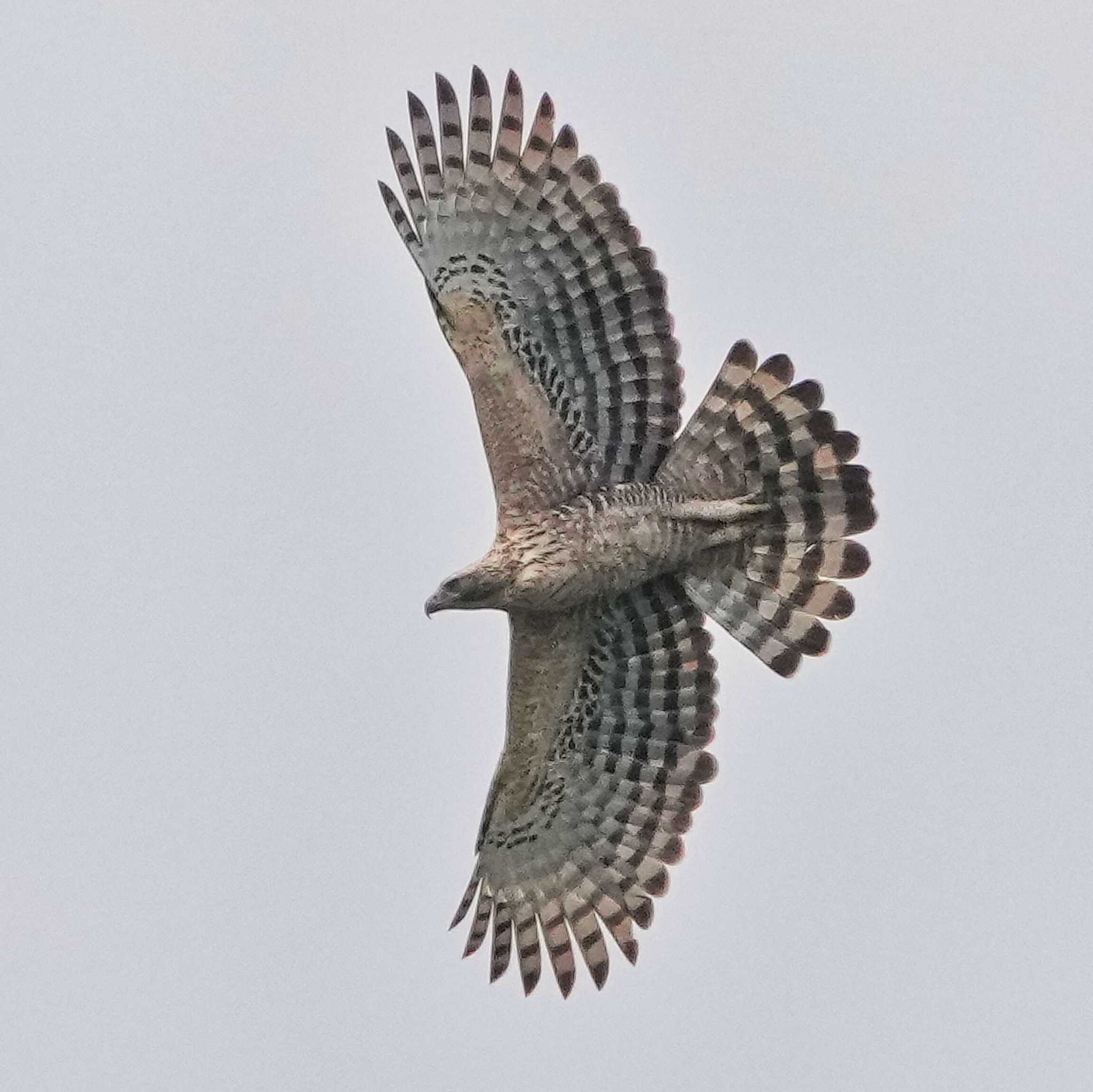 Mountain Hawk-Eagle