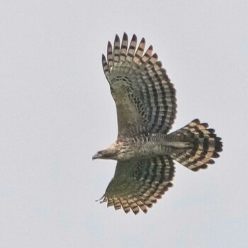 Mountain Hawk-Eagle Dong Phayayen-Khao Yai Forest Complex Wed, 10/27/2021