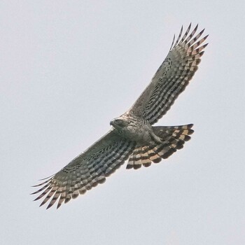 Mountain Hawk-Eagle Dong Phayayen-Khao Yai Forest Complex Wed, 10/27/2021