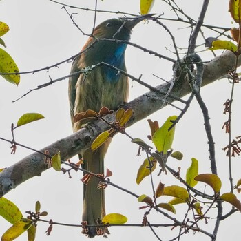 Blue-bearded Bee-eater Dong Phayayen-Khao Yai Forest Complex Wed, 10/27/2021