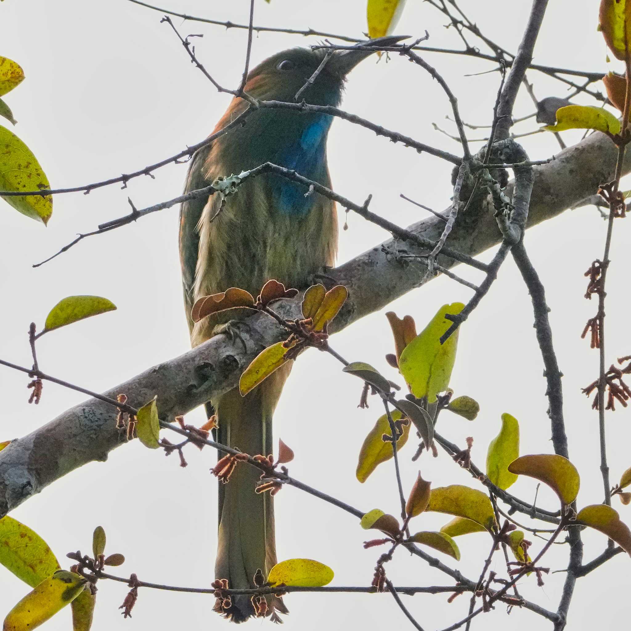 Blue-bearded Bee-eater