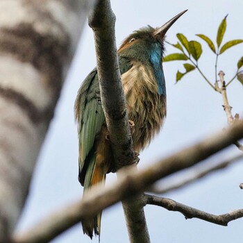 Blue-bearded Bee-eater Dong Phayayen-Khao Yai Forest Complex Wed, 10/27/2021