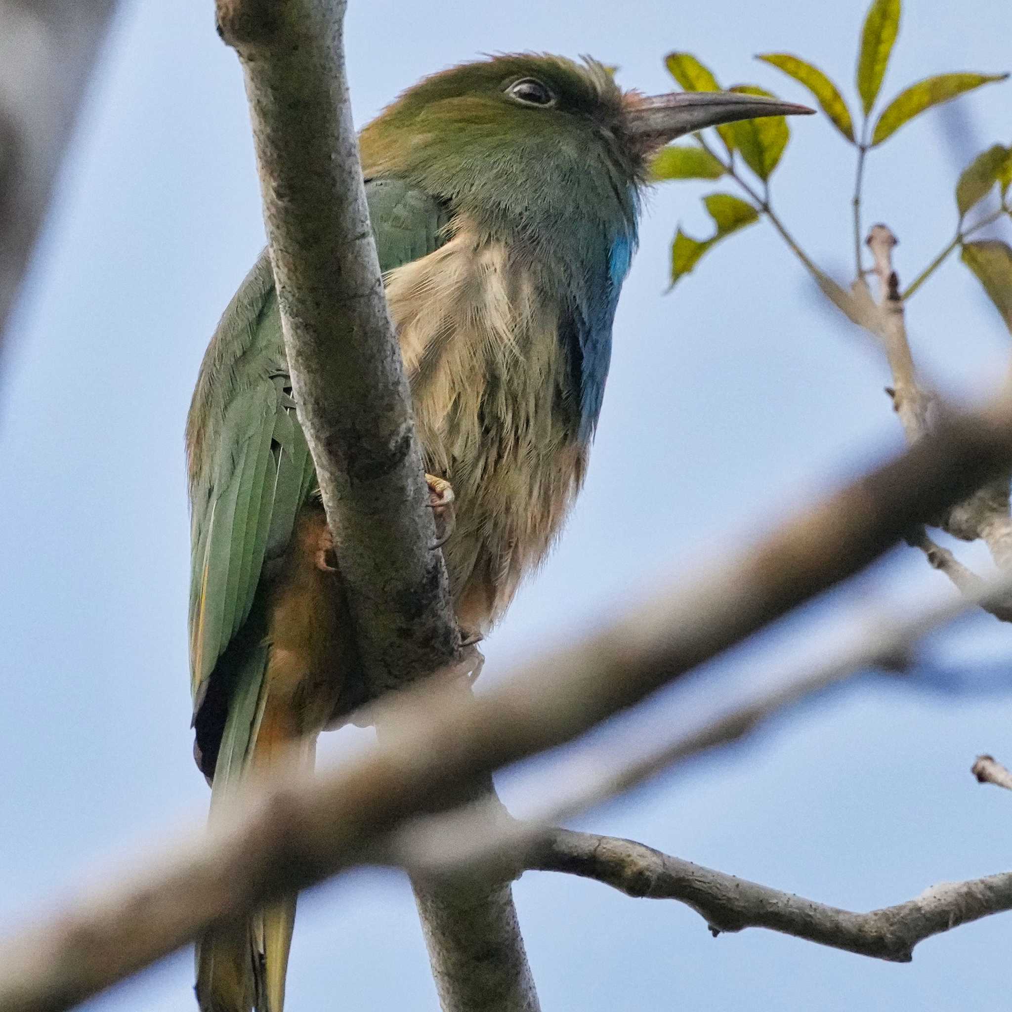 Photo of Blue-bearded Bee-eater at Dong Phayayen-Khao Yai Forest Complex by span265